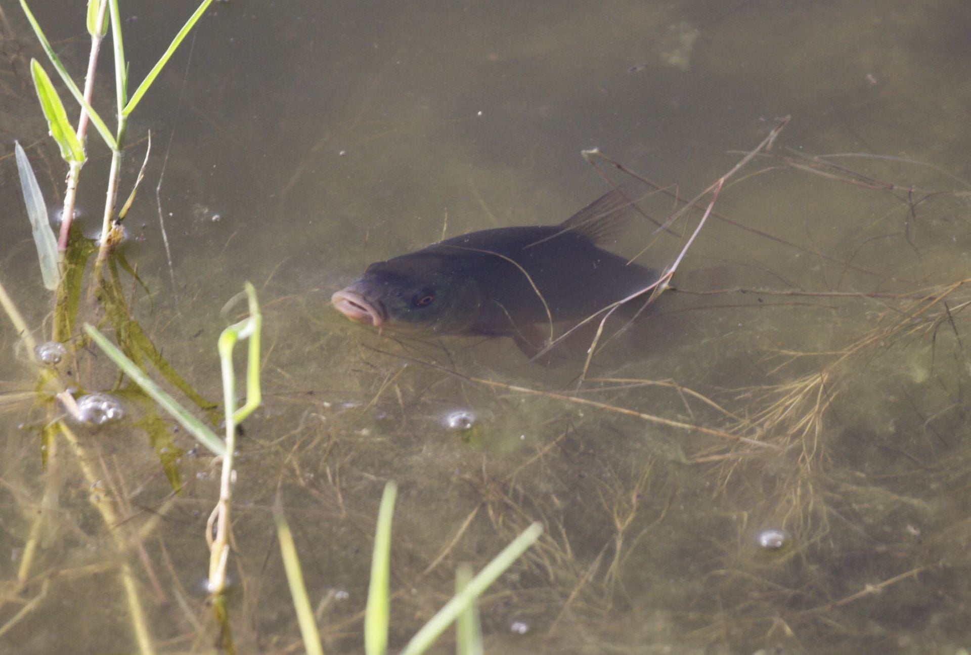Imagen secundaria 2 - El negocio en venta en un pueblo de Salamanca para criar un pescado de reyes