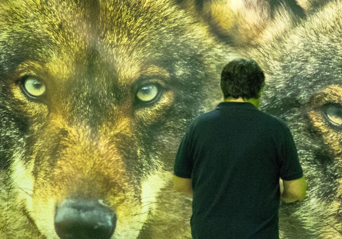 Los nombres derivados del lobo más frecuentes en Salamanca: la conexión entre padrón y animal