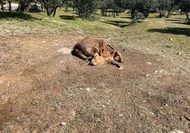 Vaca muerta por el ataque de los buitres.