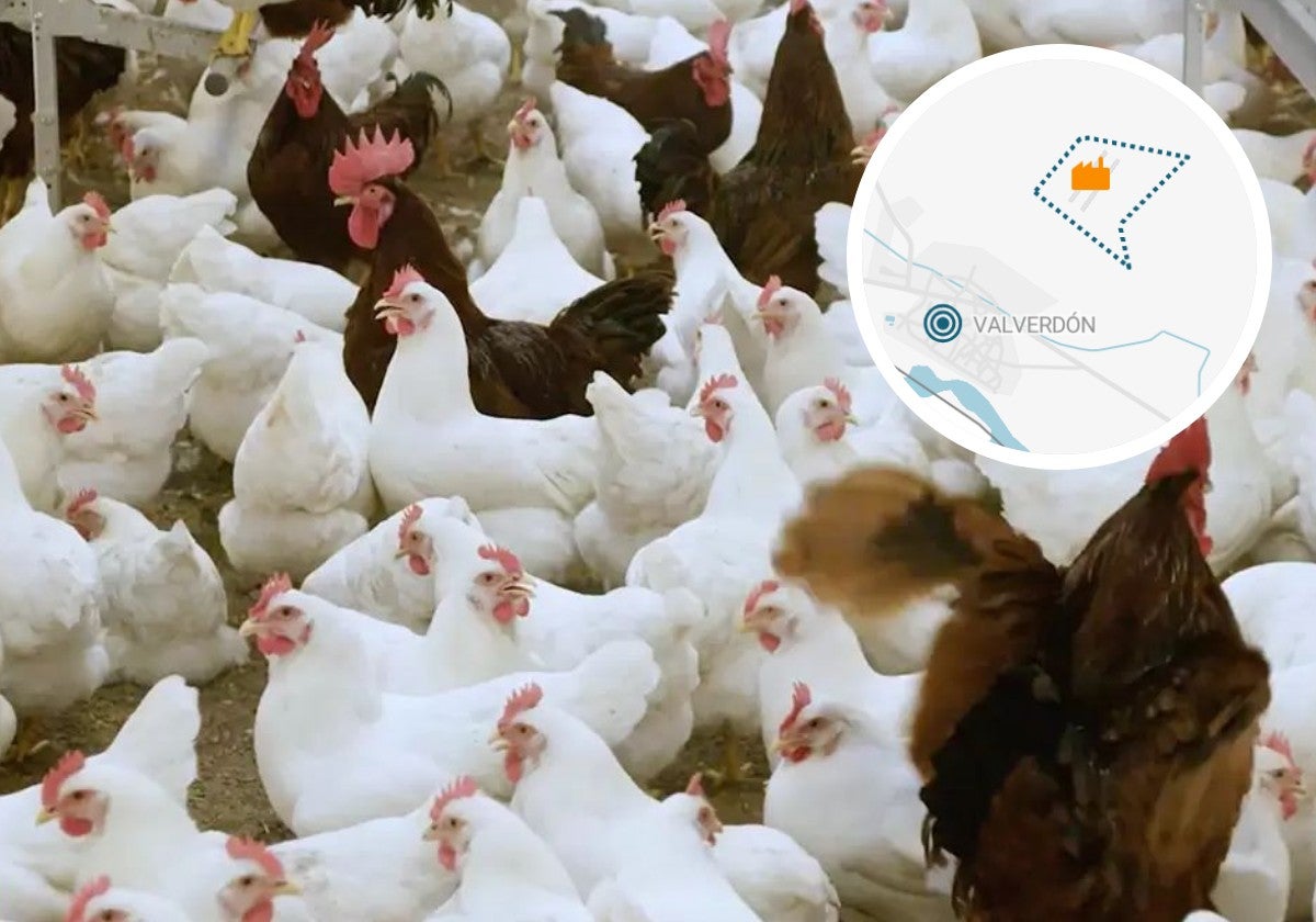 La granja de récord en un pueblo de Salamanca con capacidad para 63.000 gallinas