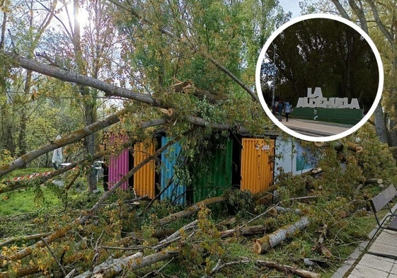 El ejemplar caído y ya retirado y la zona perimetrada en La Aldehuela.