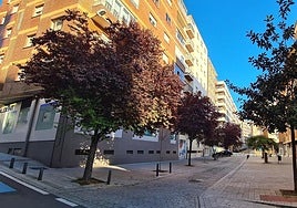 Árboles en la calle Escultor Carmona en el barrio del Oeste.