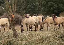 La manada de caballos sorraia de la Reserva Biológica de Campanarios de Azaba
