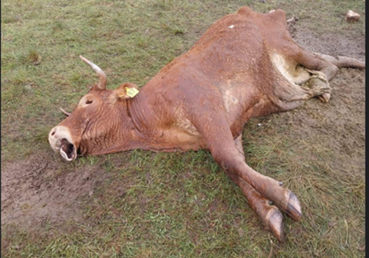 Los buitres devoran una vaca y su ternero recién nacido en La Mata Ledesma