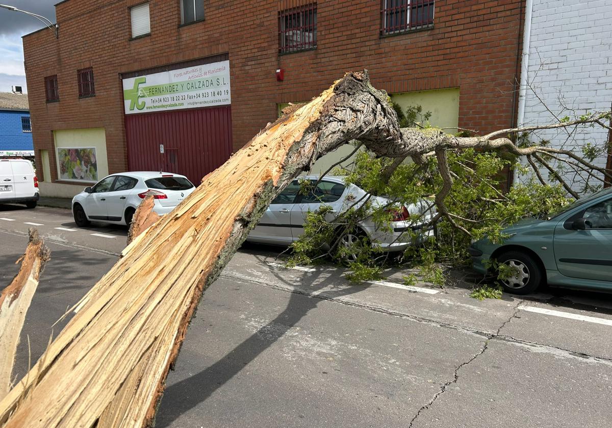 Imagen de Galeria 
