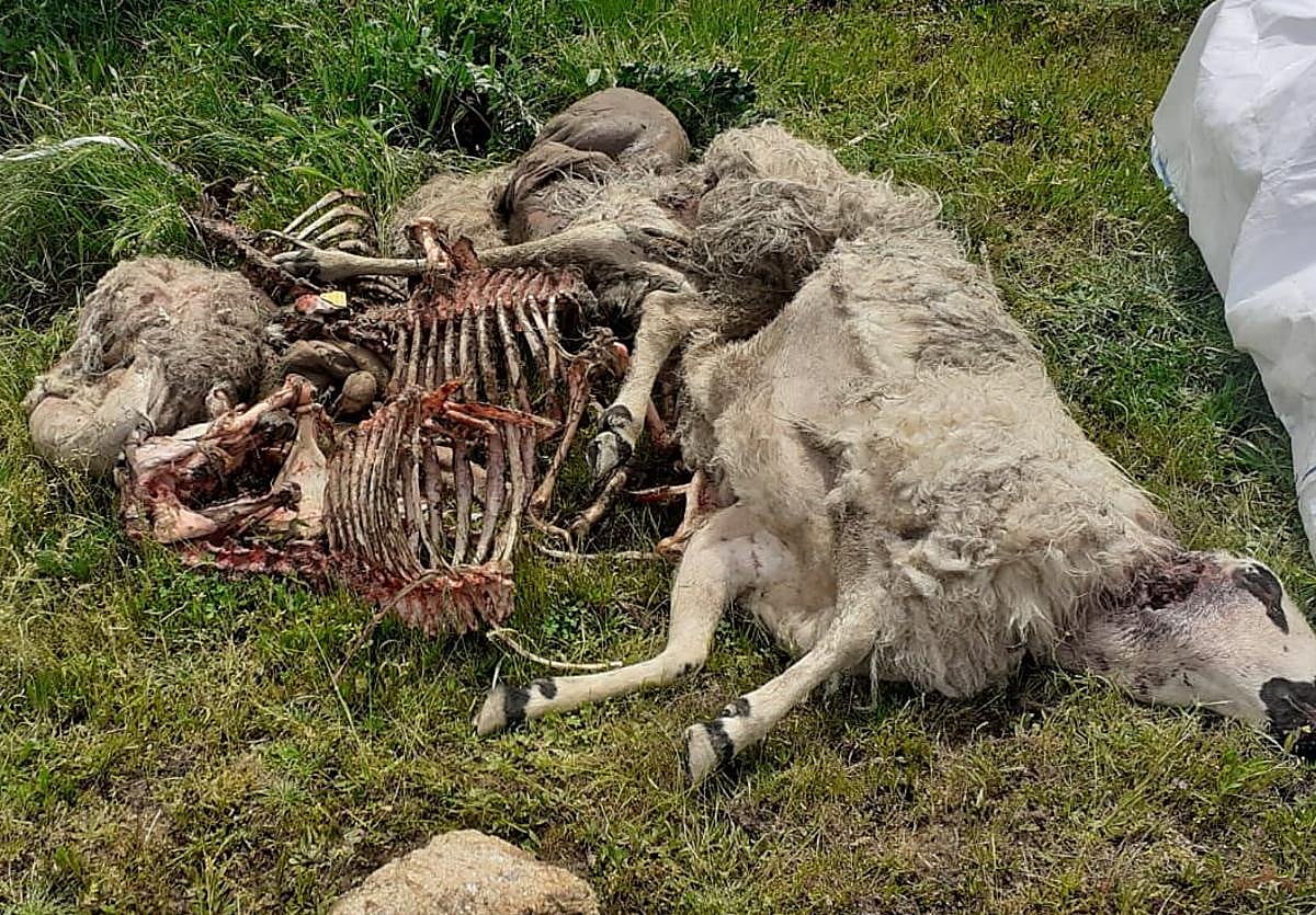 Oveja muerta por ataque de un lobo.