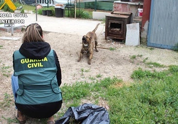 Gran aumento de multas a los dueños de perros peligrosos en Salamanca