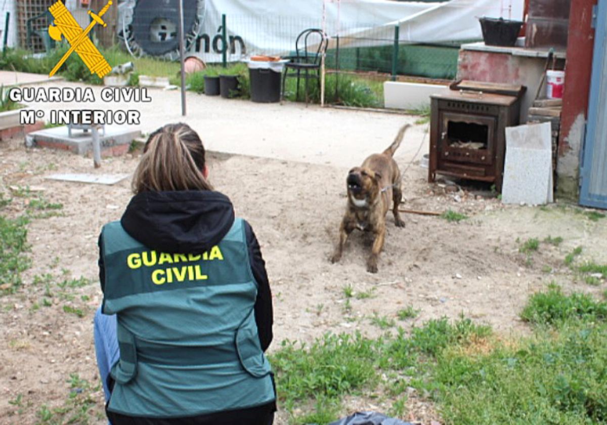 Gran aumento de multas a los dueños de perros peligrosos en Salamanca