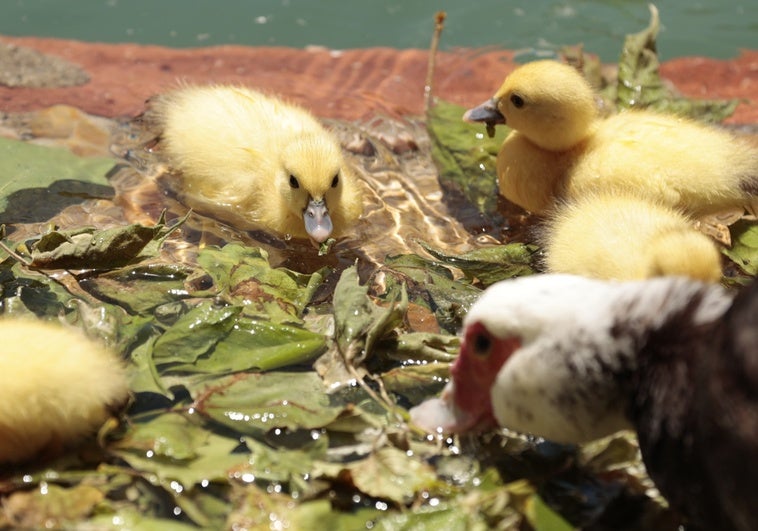 Mamá pato y sus nuevos patitos amarillos nacidos en La Alamedilla.
