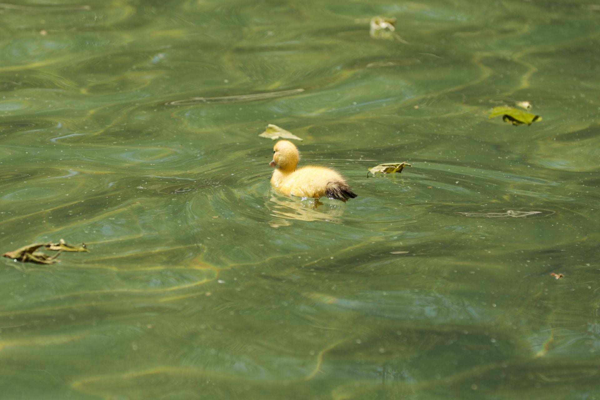 La nueva familia de patos en La Alamedilla