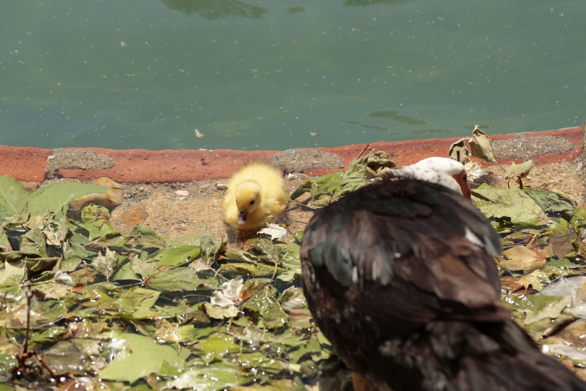 La nueva familia de patos en La Alamedilla