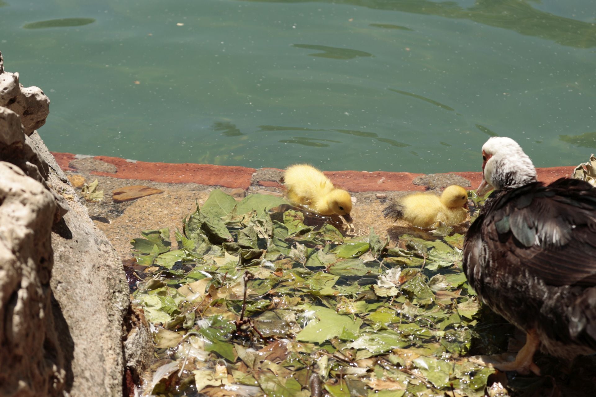 La nueva familia de patos en La Alamedilla