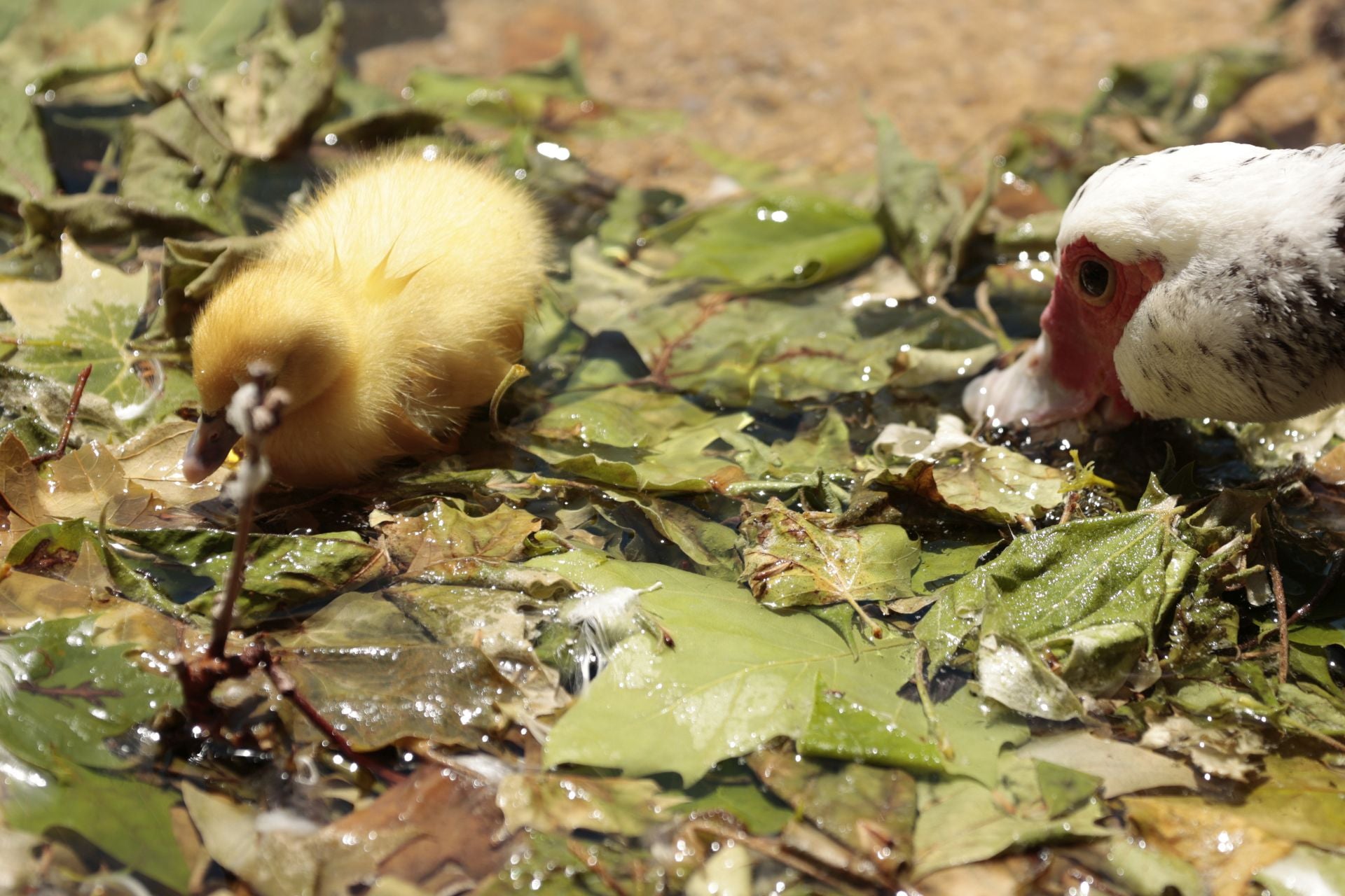 La nueva familia de patos en La Alamedilla