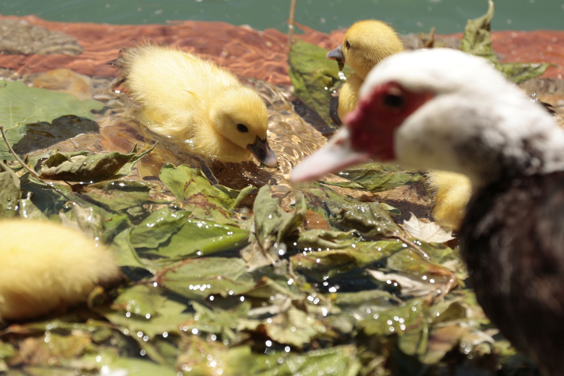 La nueva familia de patos en La Alamedilla