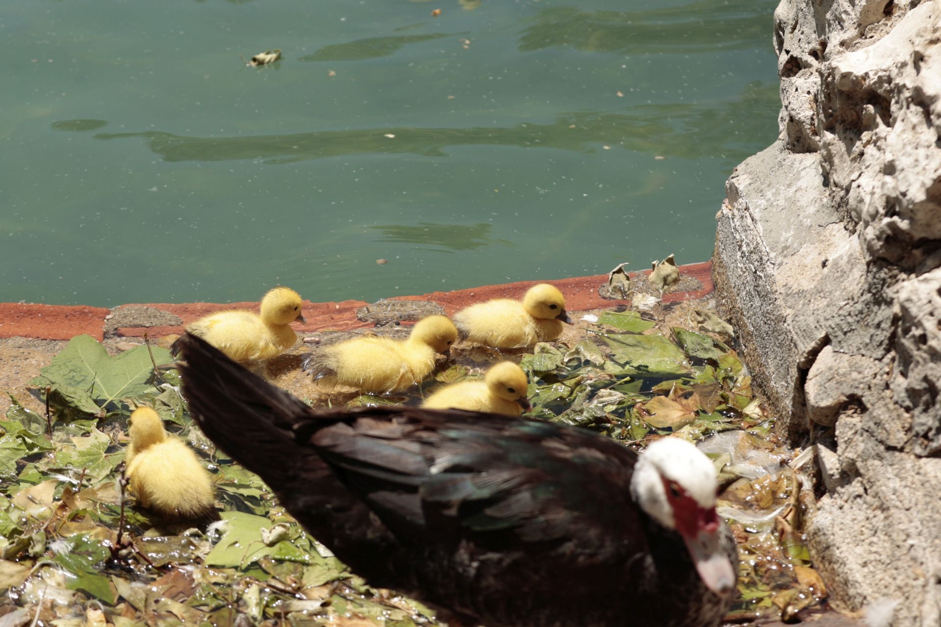 La nueva familia de patos en La Alamedilla