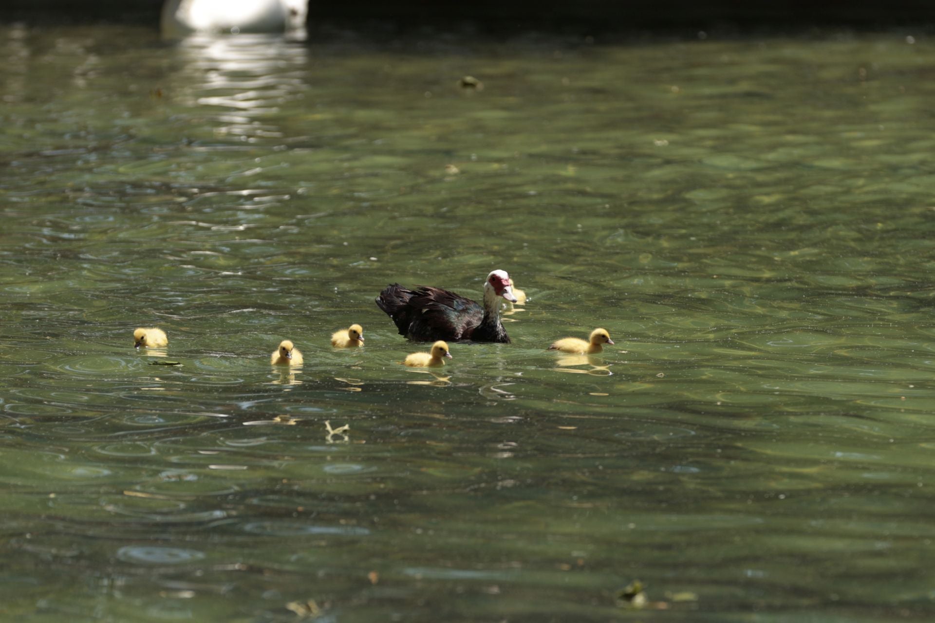La nueva familia de patos en La Alamedilla