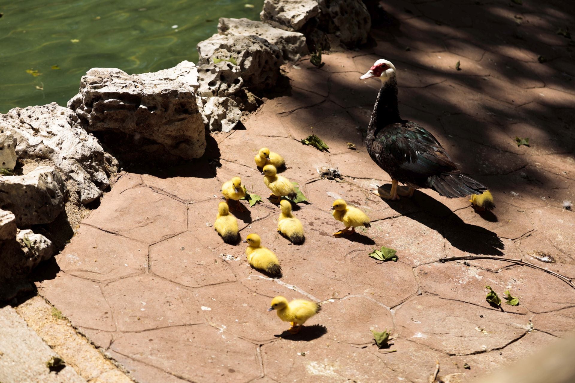La nueva familia de patos en La Alamedilla