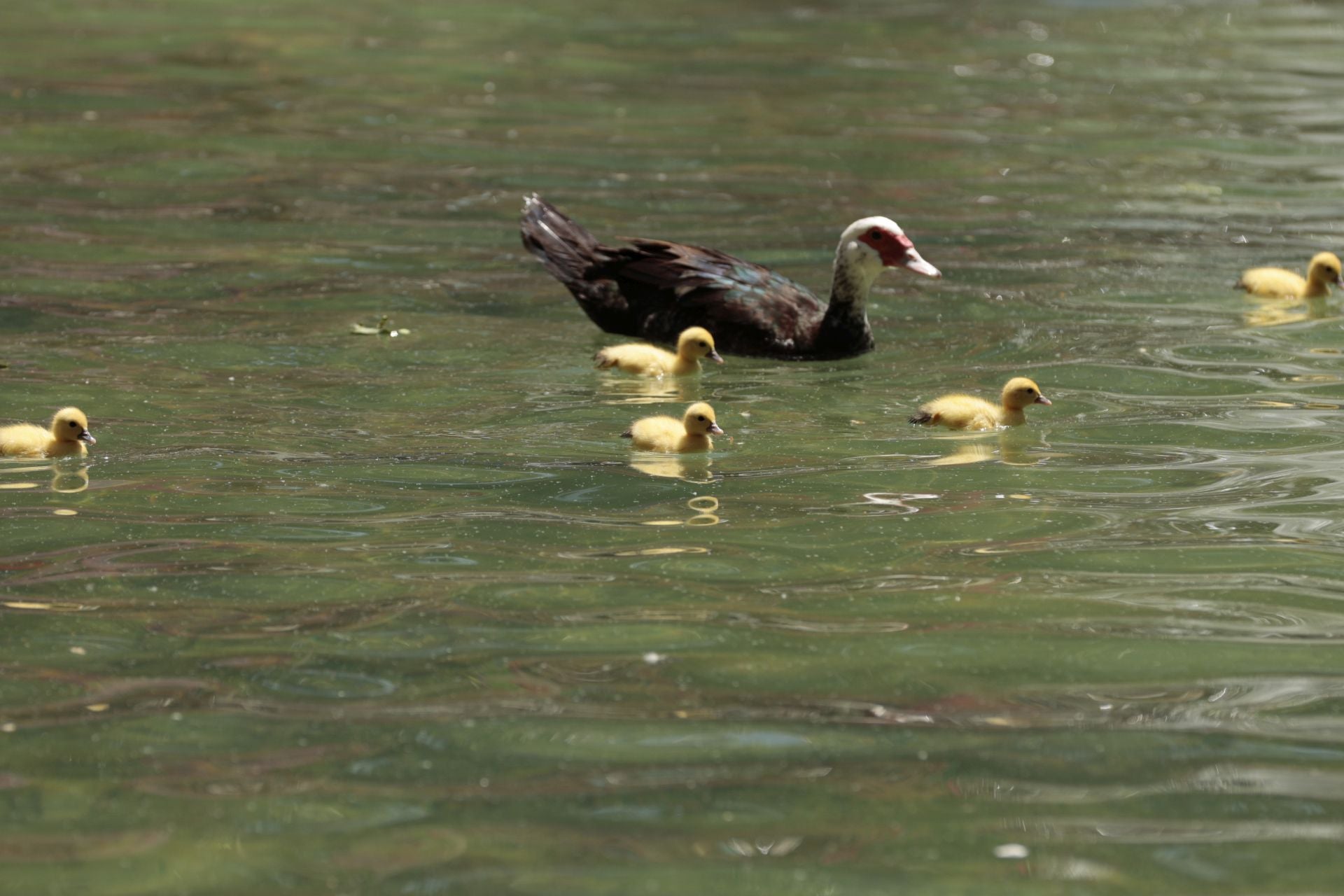 La nueva familia de patos en La Alamedilla