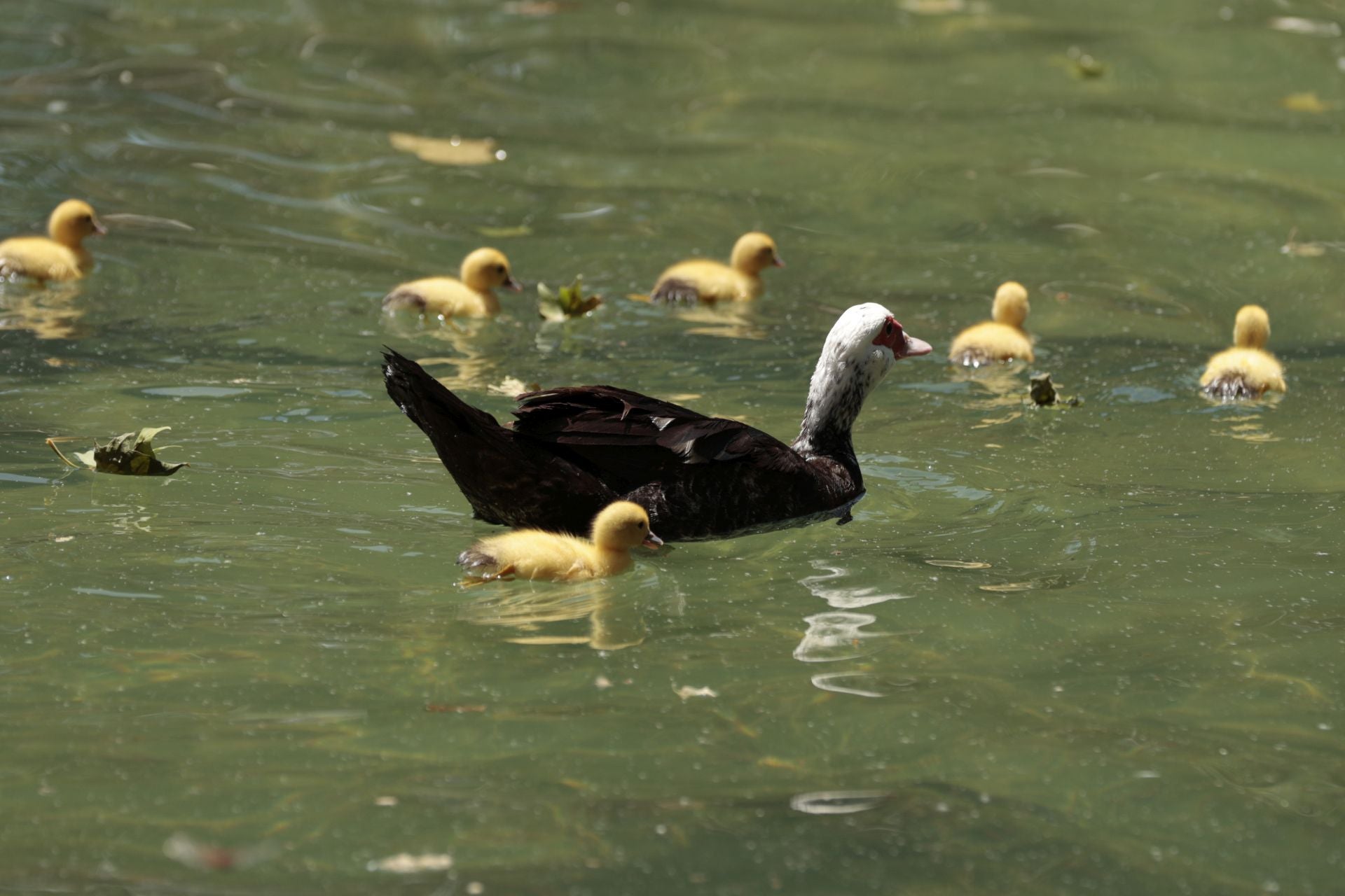 La nueva familia de patos en La Alamedilla