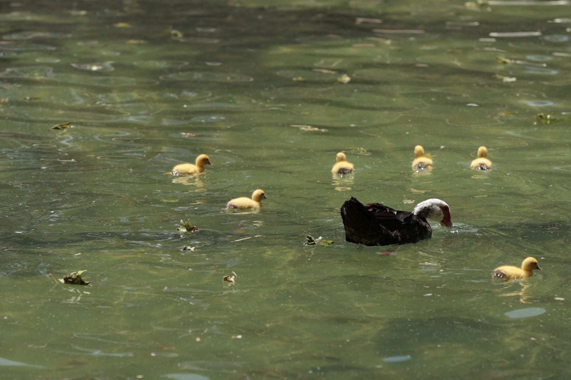 La nueva familia de patos en La Alamedilla