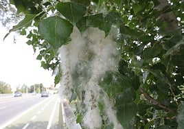 Pelusas de los chopos en Salamanca.