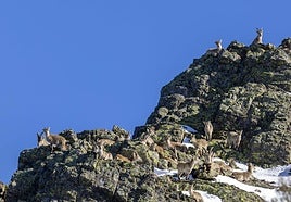 Cabra montesa en la reserva regional de caza de la Batuecas.
