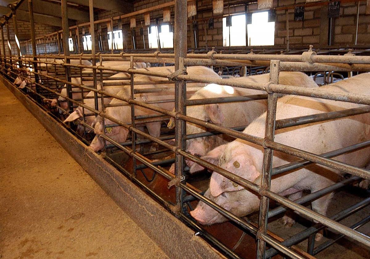 Cerdos en una explotación porcina.