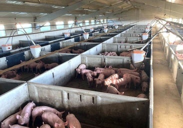 En proyecto una granja para 5.000 cerdos ibéricos en una gran explotación en Cantaracillo