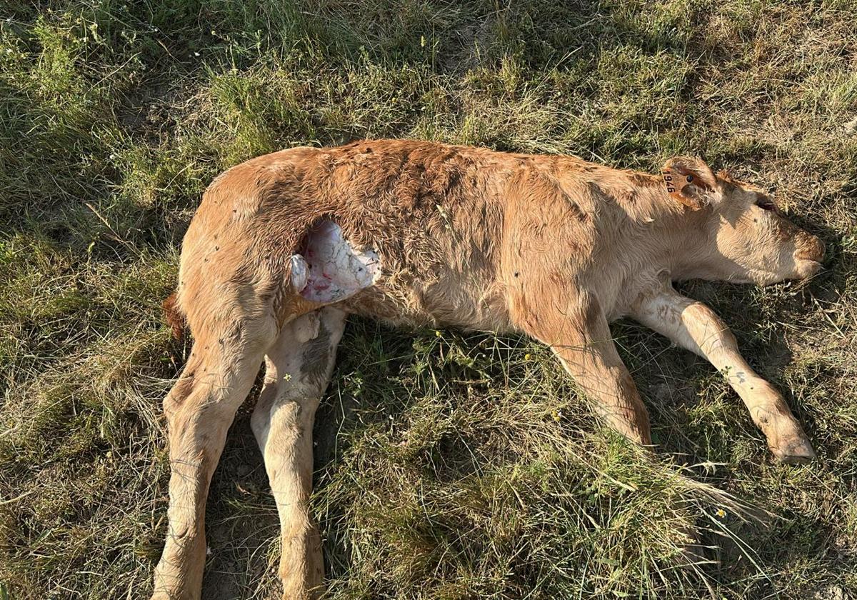 Dos ataques de buitres más en la provincia de Salamanca