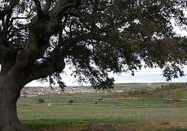 Vista lejana de Galinduste, con una encina en primer lugar.