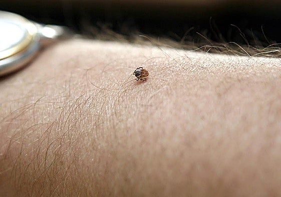 Una garrapata, en el brazo de una persona en una imagen de archivo.