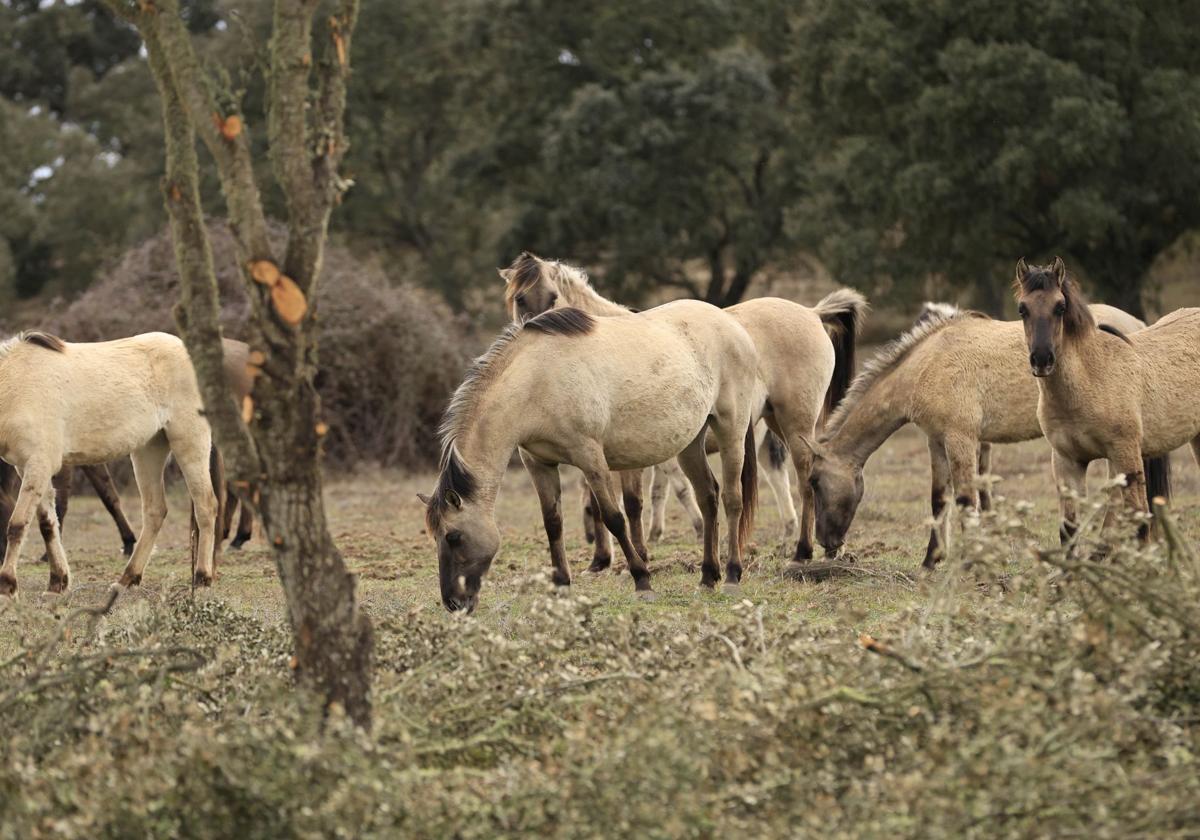 La reserva biológica refugio de especies amenazas en Salamanca