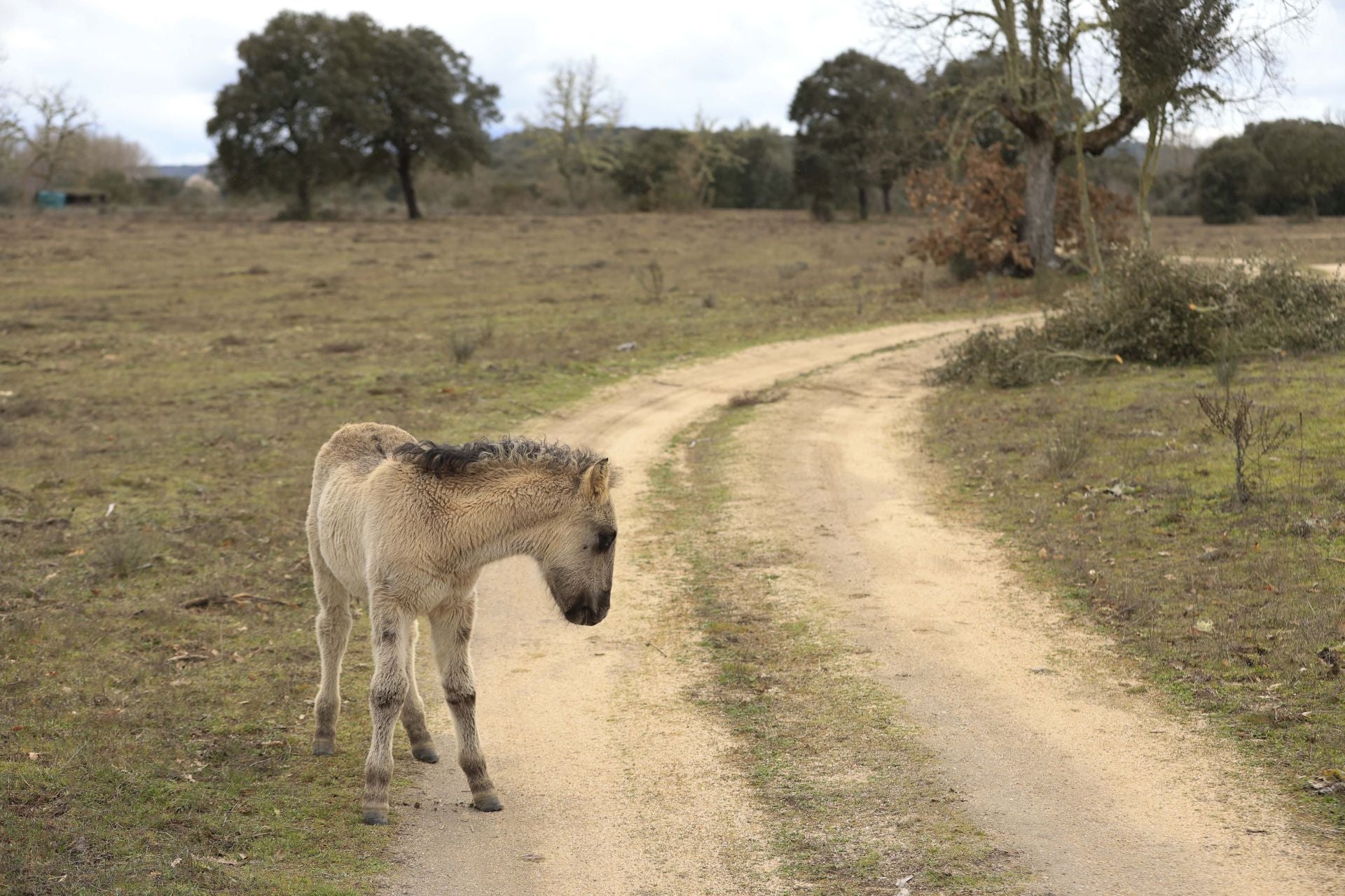La reserva biológica refugio de especies amenazas en Salamanca