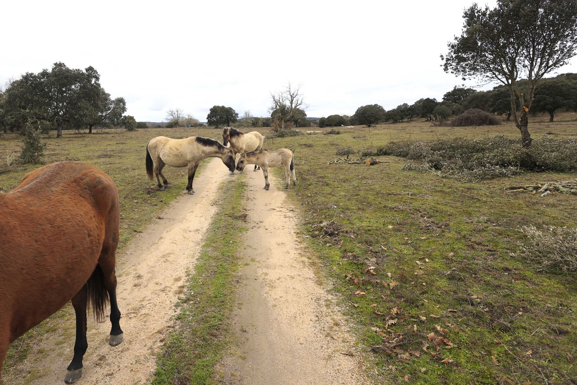 La reserva biológica refugio de especies amenazas en Salamanca