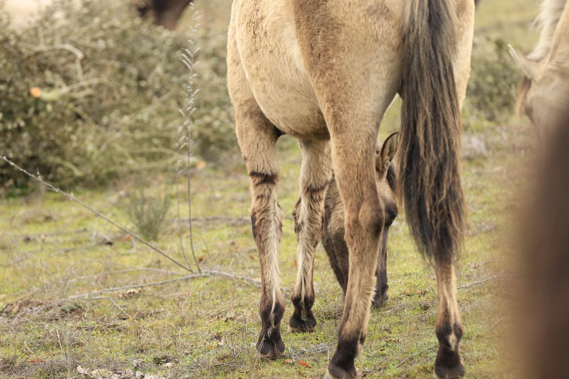 La reserva biológica refugio de especies amenazas en Salamanca