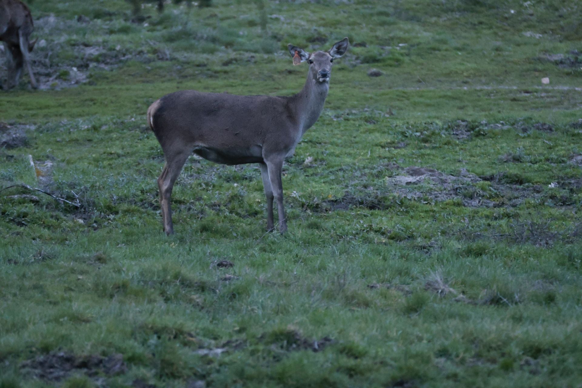 La reserva biológica refugio de especies amenazas en Salamanca