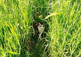 Una colonia de gatos