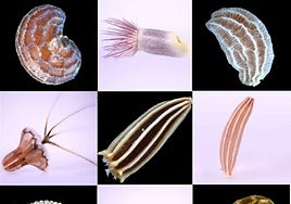 Varias semillas fotografiadas en macro.