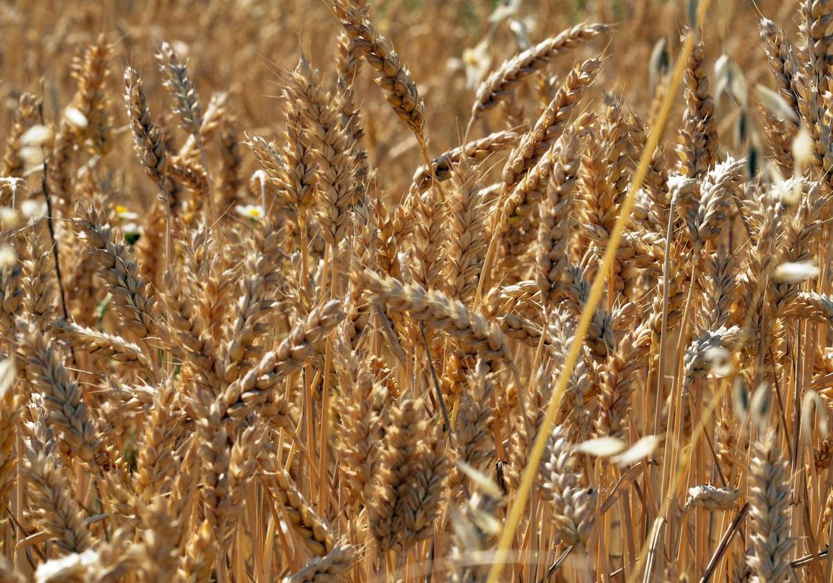 La novedosa investigación en Salamanca que busca los secretos de la espiga del trigo