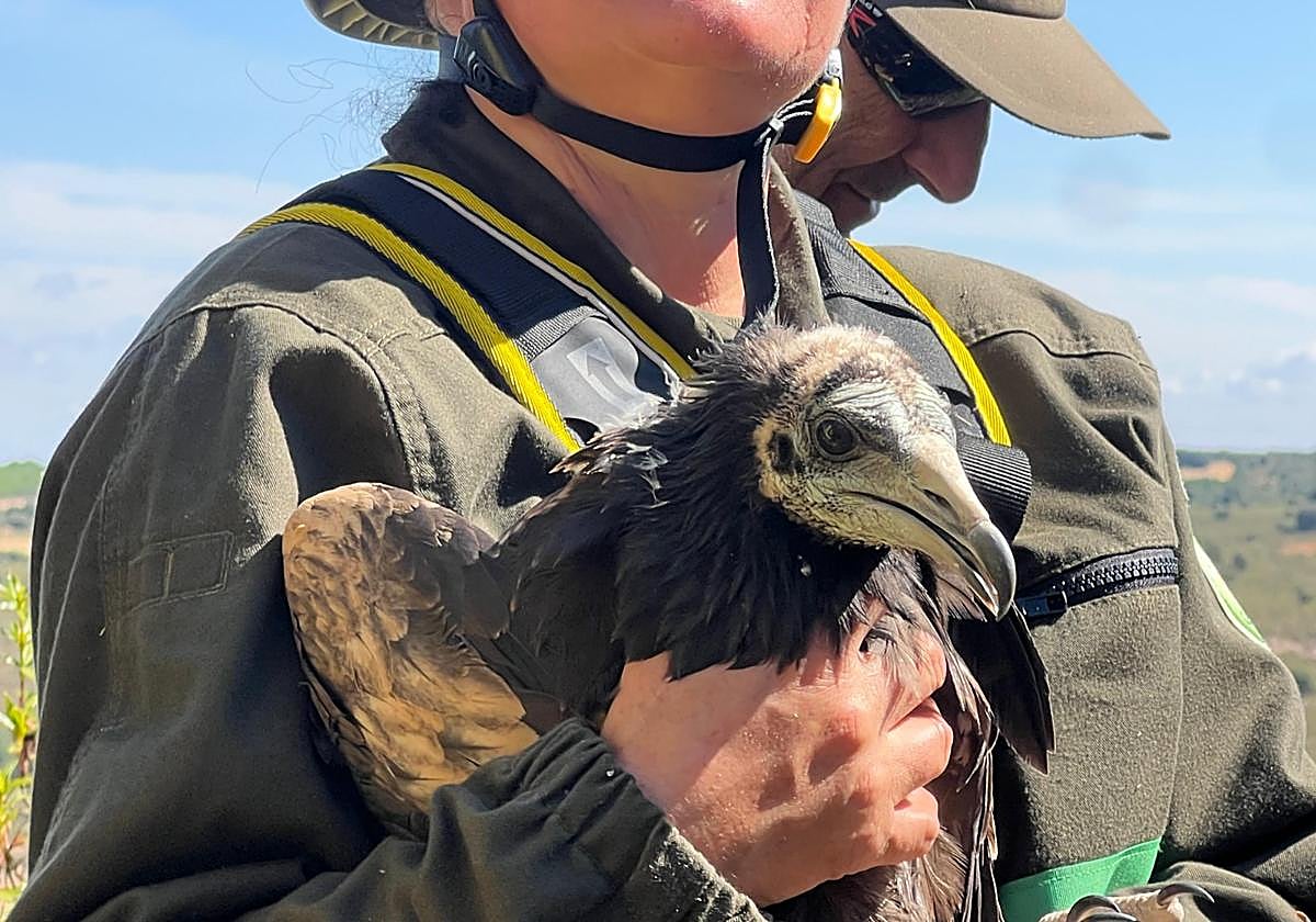 Castilla y León equipa con dispositivos GPS a cuatro alimoches en Salamanca