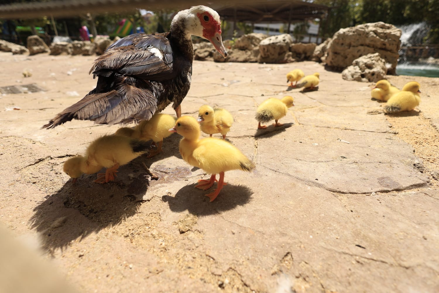 La Alamedilla vuelve a tener nuevos inquilinos amarillos