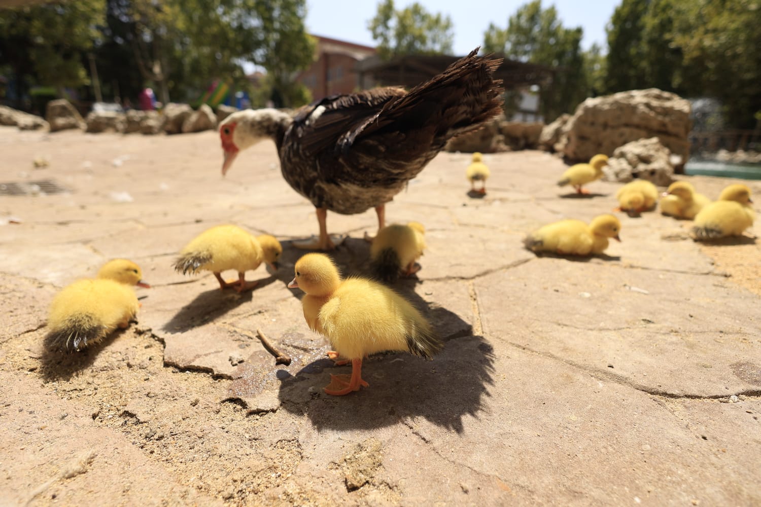 La Alamedilla vuelve a tener nuevos inquilinos amarillos