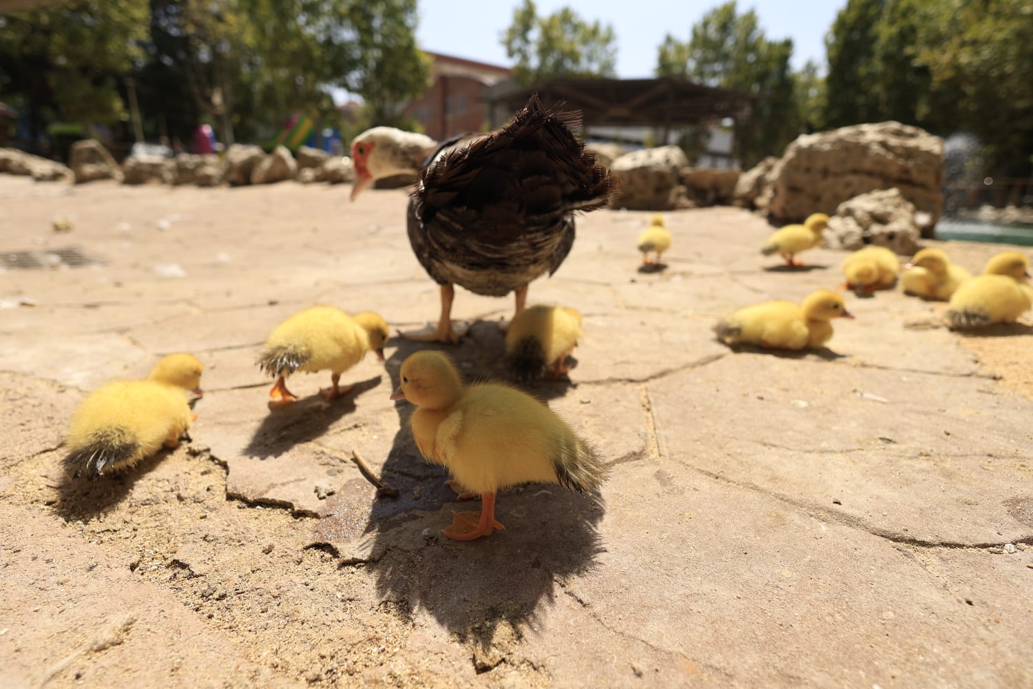 La Alamedilla vuelve a tener nuevos inquilinos amarillos