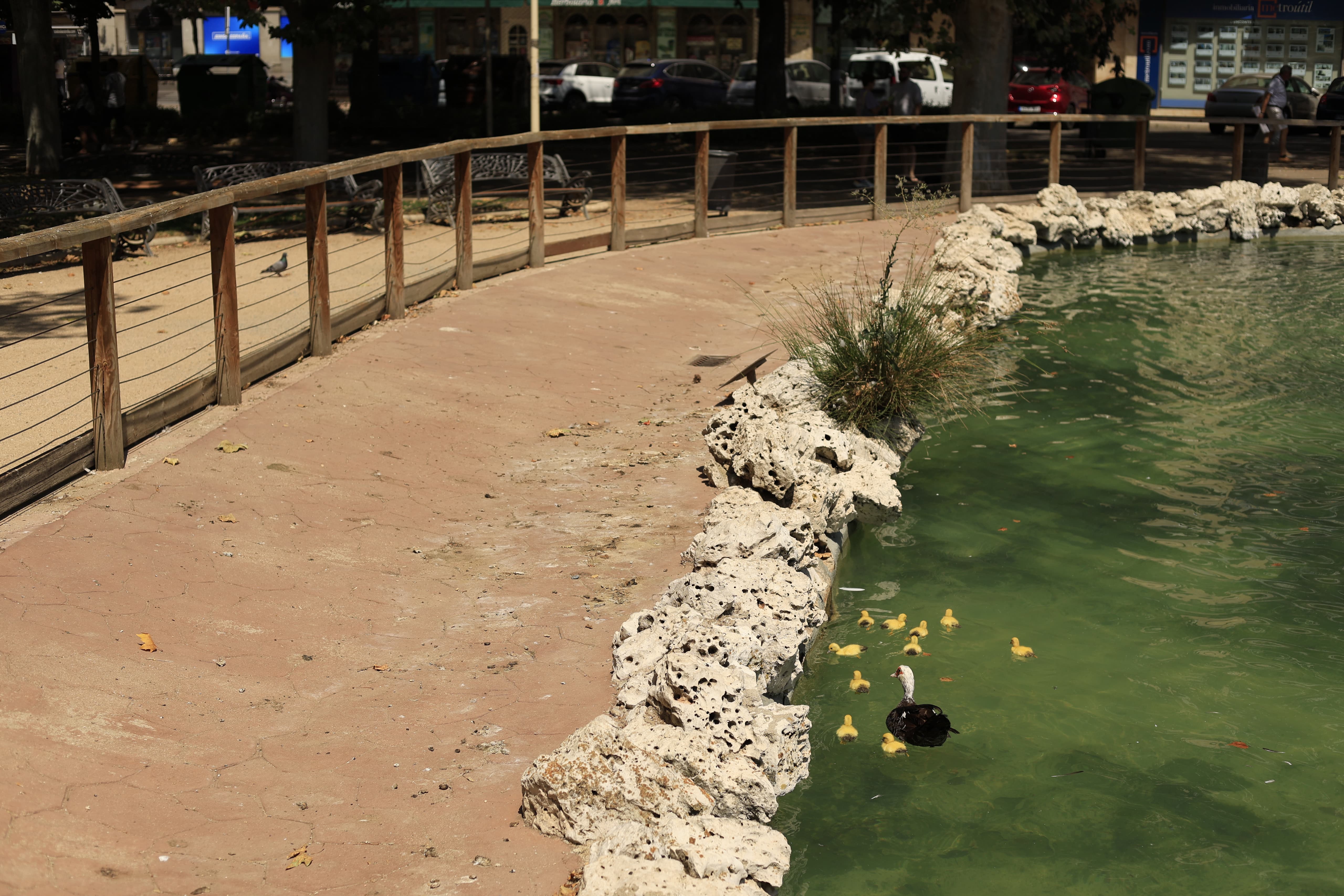 La Alamedilla vuelve a tener nuevos inquilinos amarillos