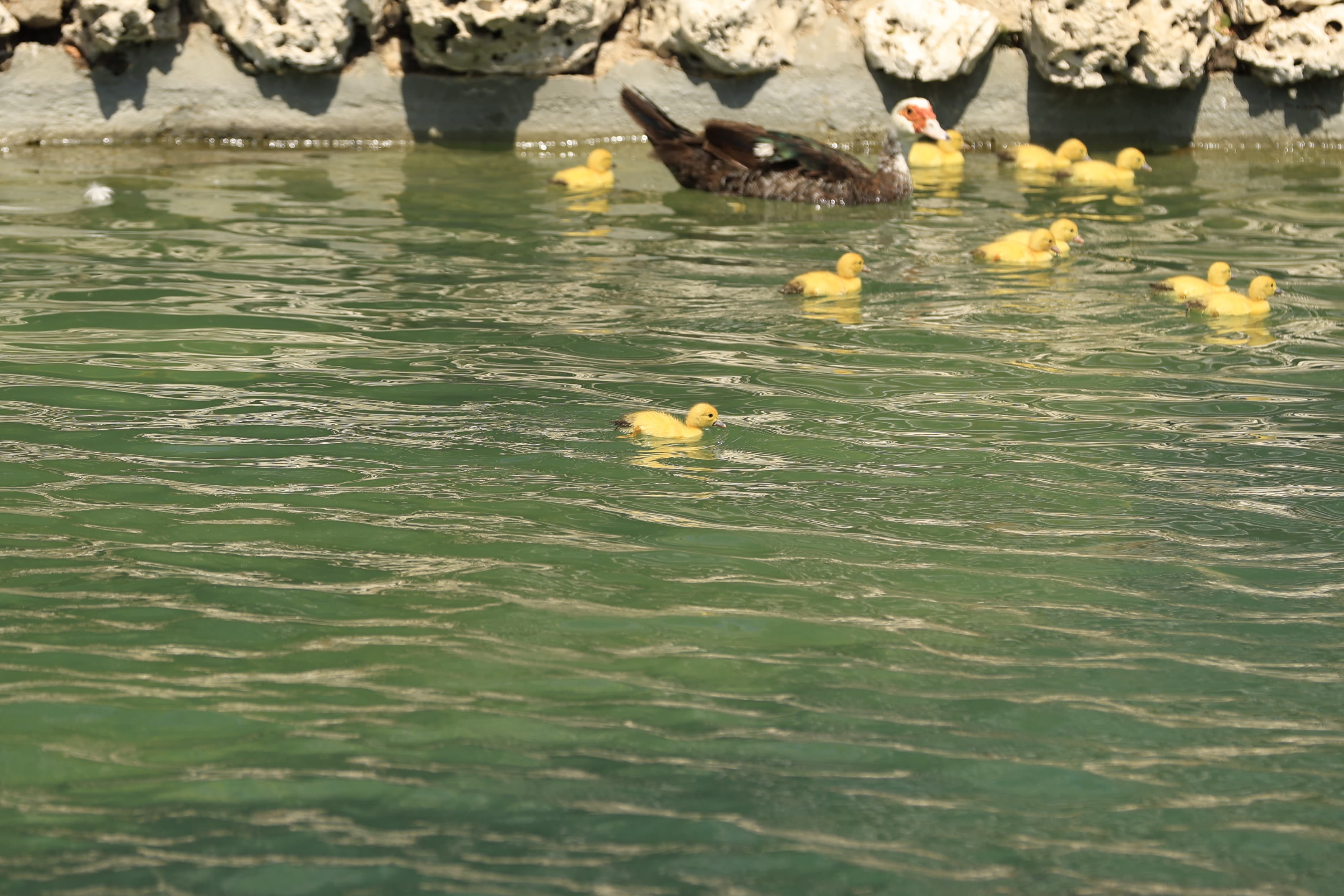 La Alamedilla vuelve a tener nuevos inquilinos amarillos