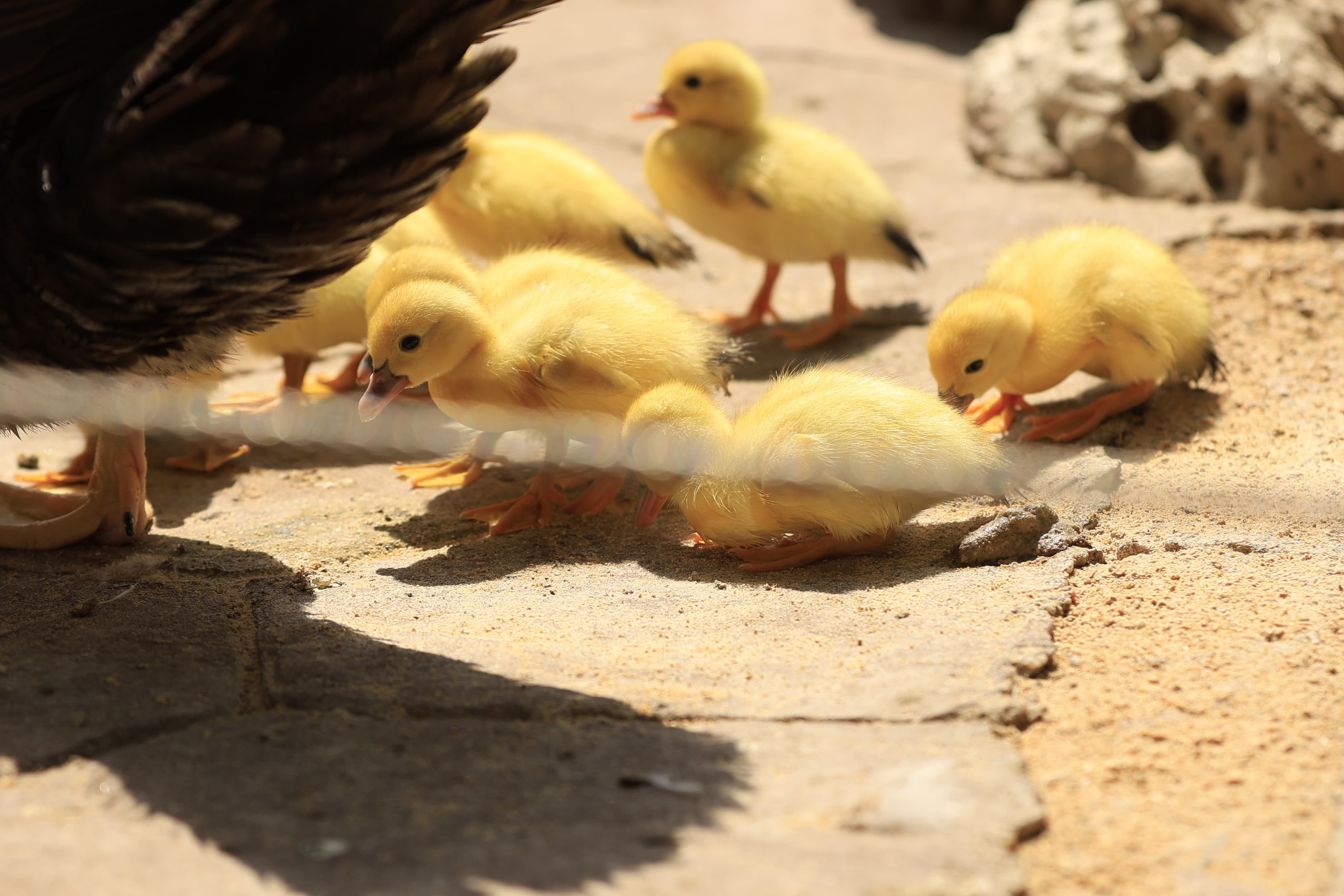 La Alamedilla vuelve a tener nuevos inquilinos amarillos