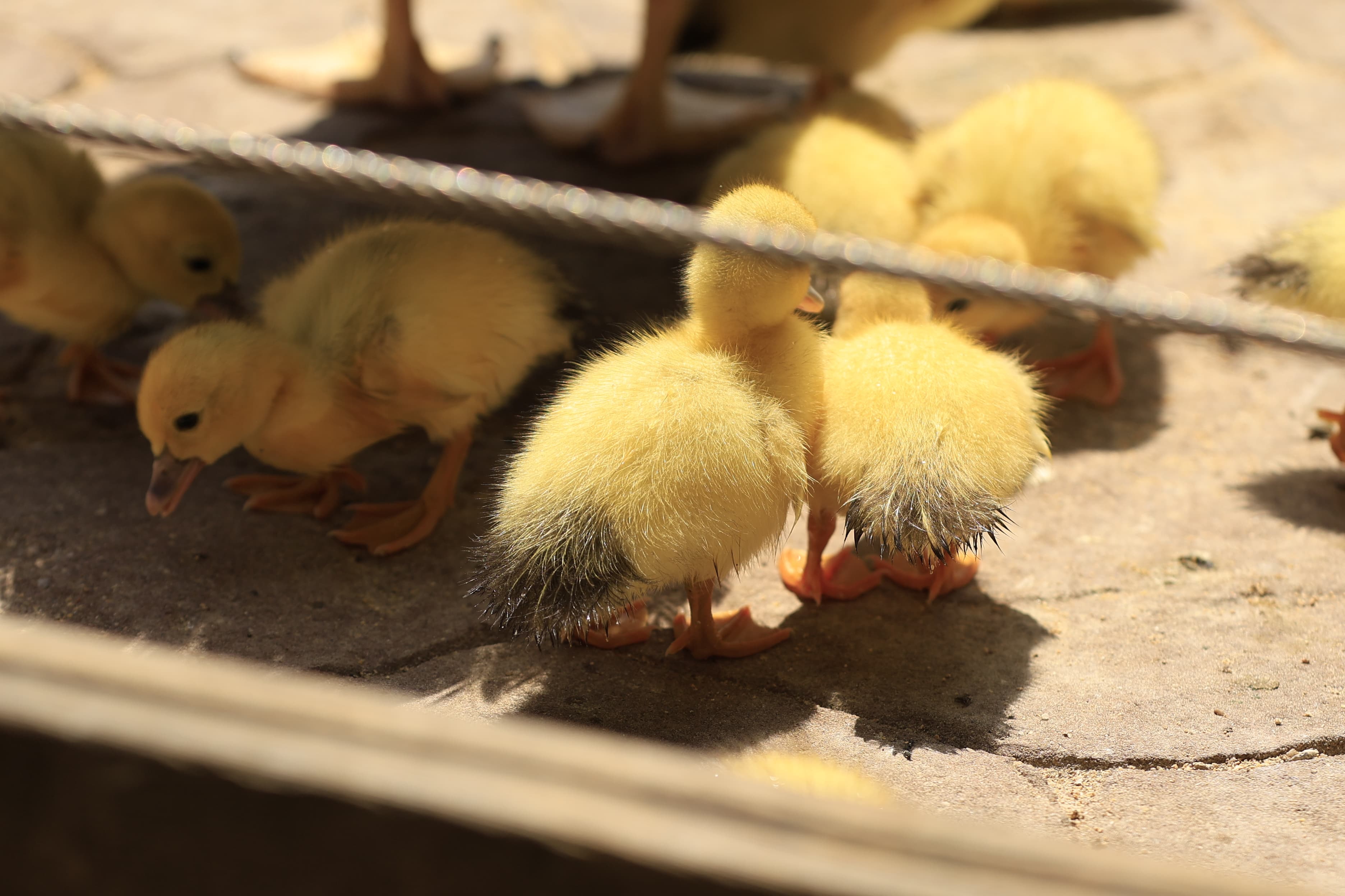 La Alamedilla vuelve a tener nuevos inquilinos amarillos