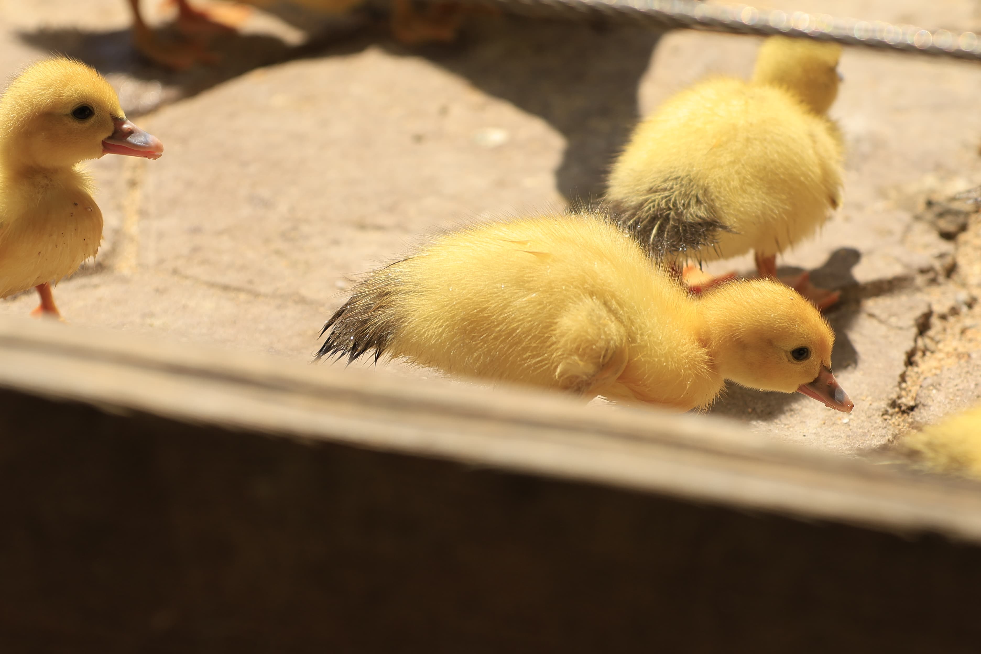 La Alamedilla vuelve a tener nuevos inquilinos amarillos