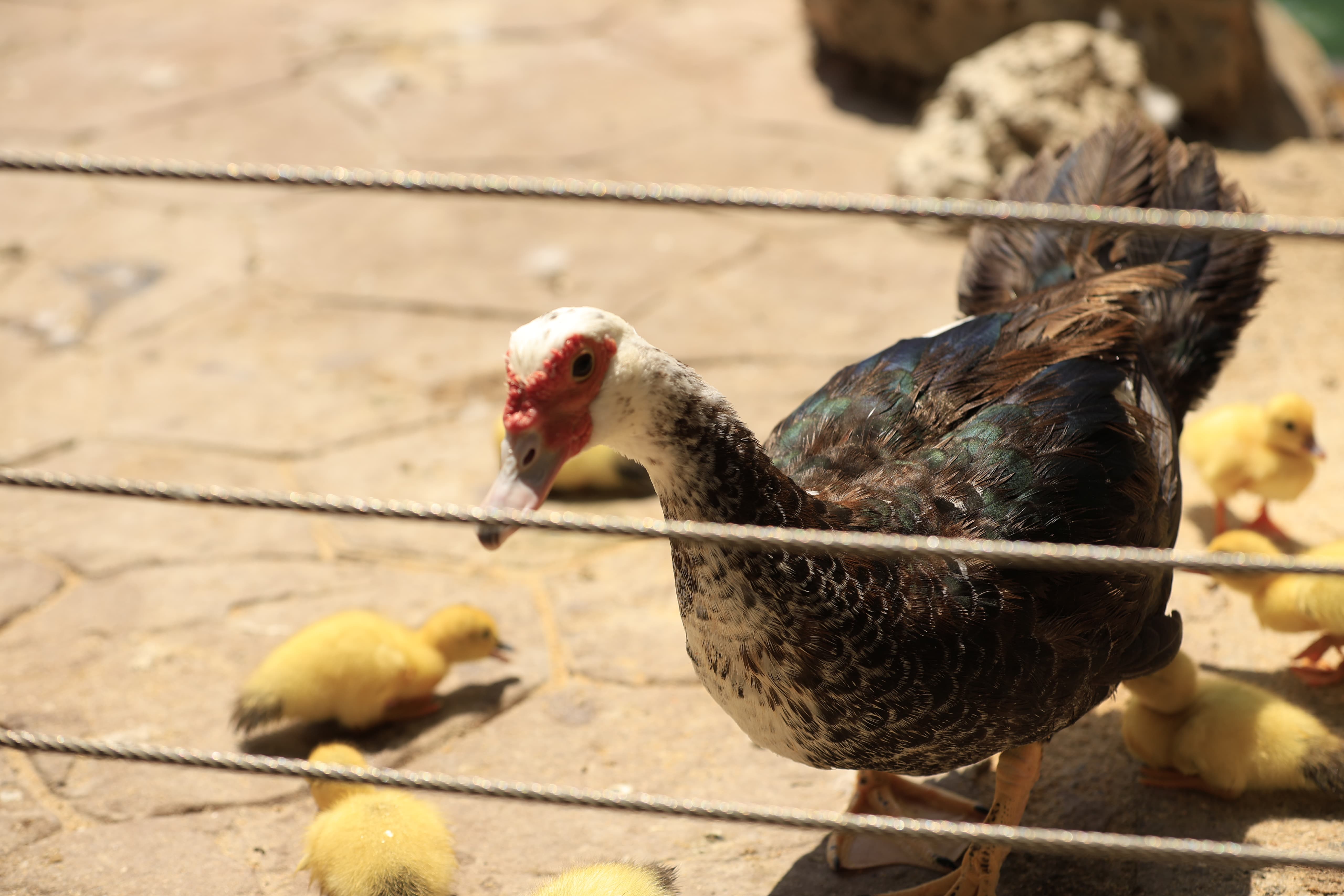La Alamedilla vuelve a tener nuevos inquilinos amarillos