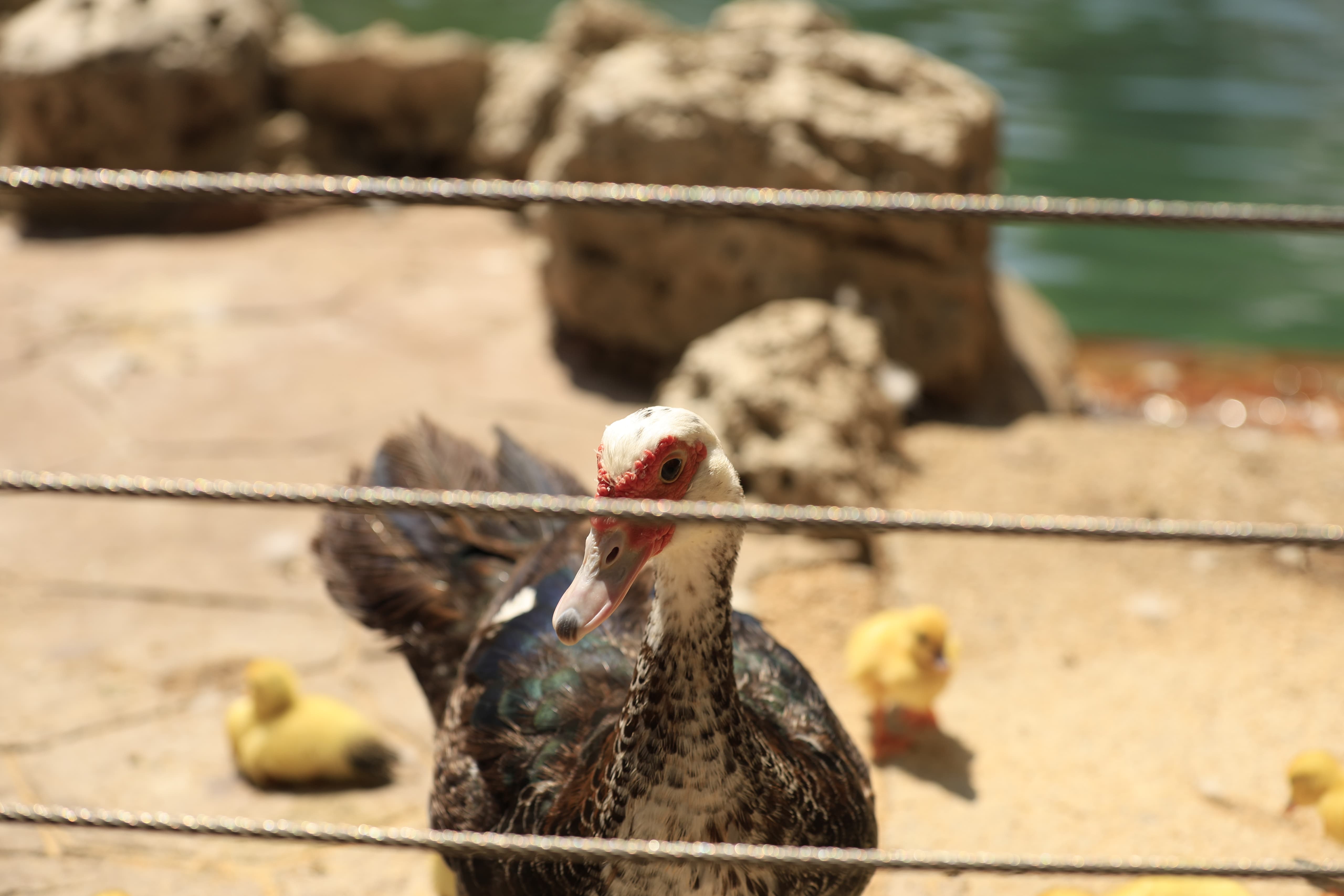 La Alamedilla vuelve a tener nuevos inquilinos amarillos
